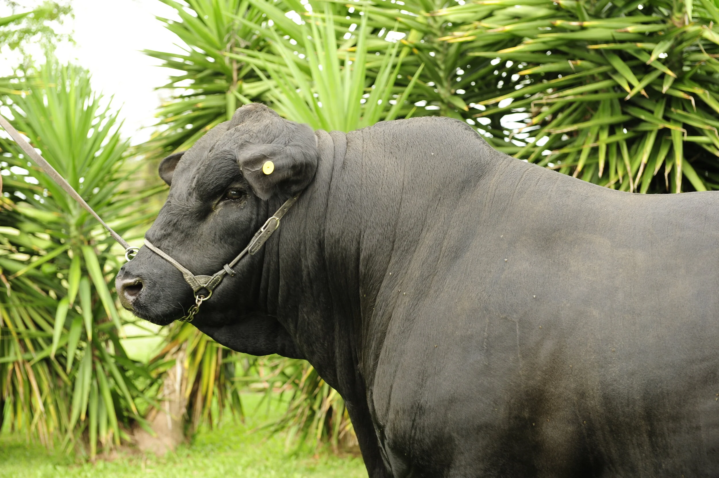 Rio Grande do Sul tem alta recorde para preço do boi gordo