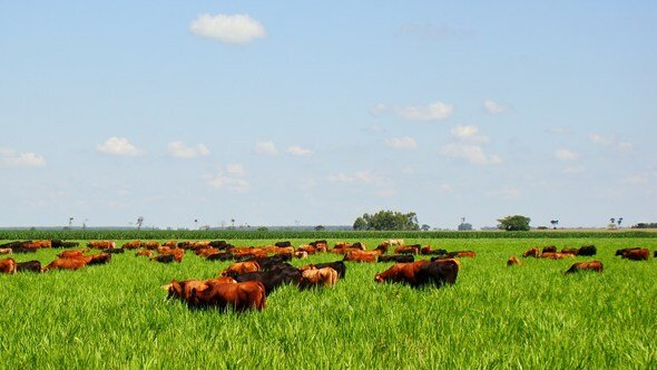 Região Sudeste do MT aposta na integração para reforma de pastagens