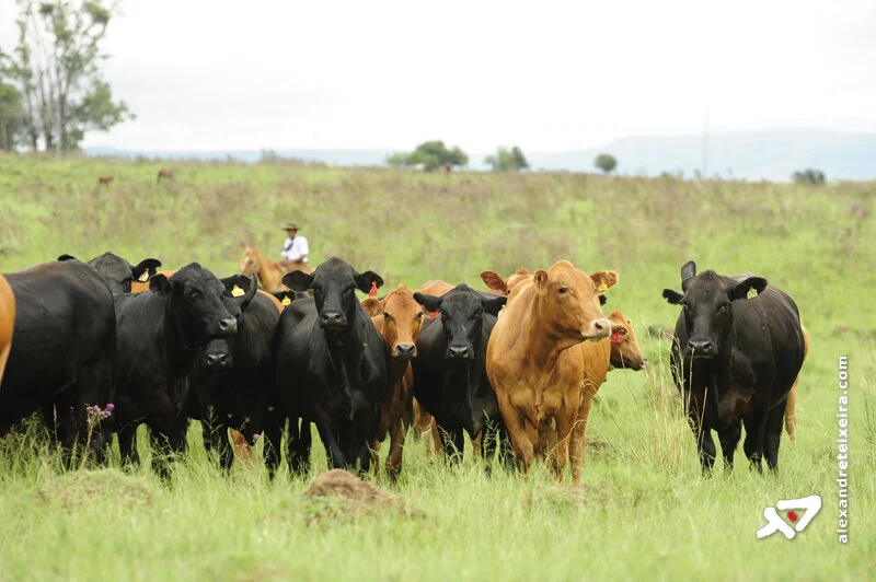 Pecuária de corte vive fase de efervescência