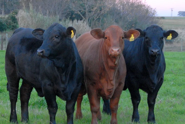 Preço da arroba do boi gordo tem 14ª alta consecutiva com picos de R$ 115