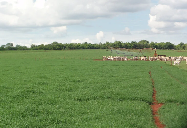 Saiba como manter seu pasto mais produtivo no outono
