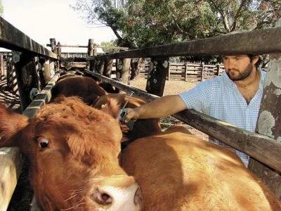 Nordeste deve ser declarado livre da aftosa pela OIE
