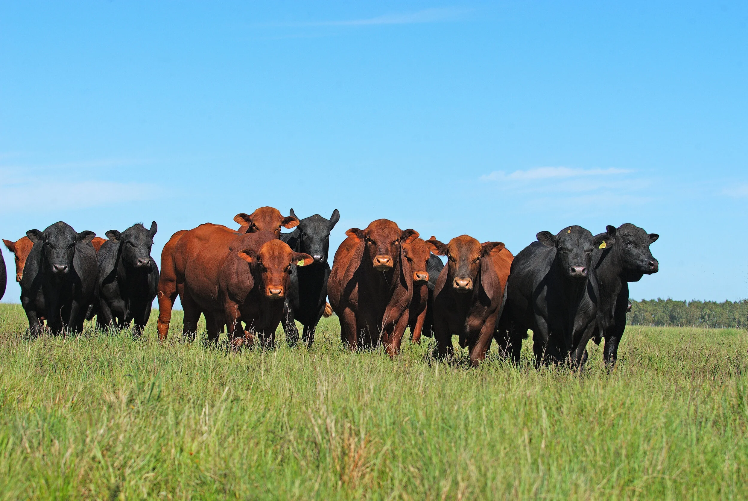 Rendimento de carcaça é essencial para produzir carne de qualidade