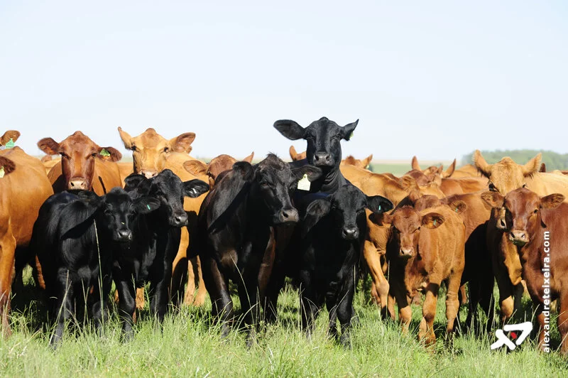 Boi: Bezerro, arroba e carne são negociados em patamares recordes nominais
