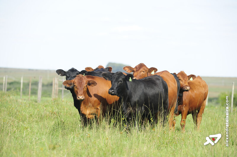 Pecuarista tem o desafio de transformar preço da arroba em mais renda