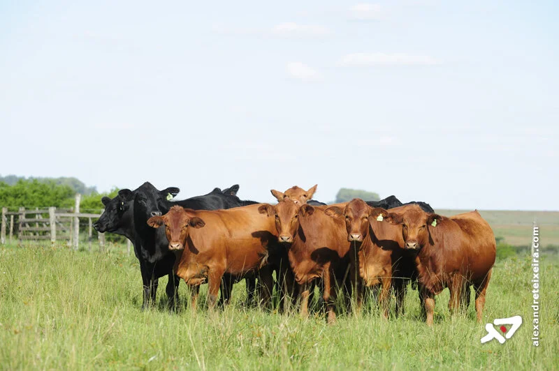 Acordo garante R$ 100 Milhões para defesa agropecuária em 2014