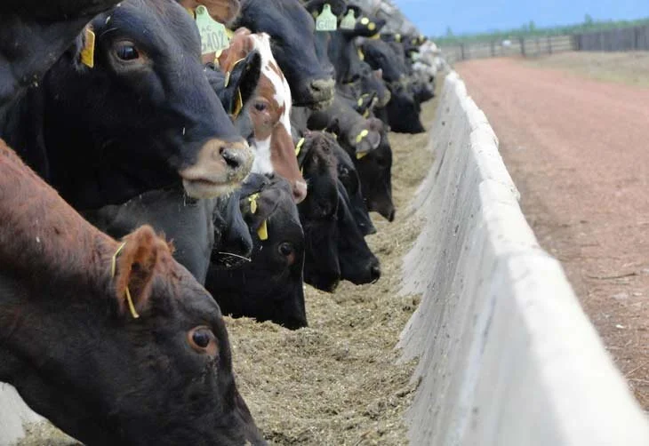 Cooperativa do interior paulista adianta confinamento de gado