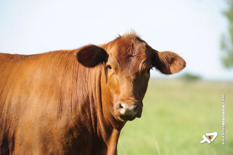 Preço da vaca solteira para reposição está em escalada em Mato Grosso