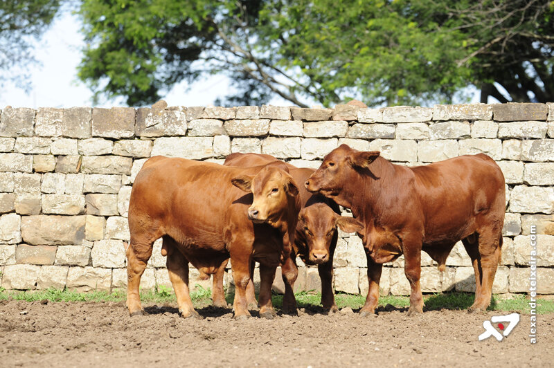 Senado aprova redação final de texto sobre manejo sanitário animal e vegetal