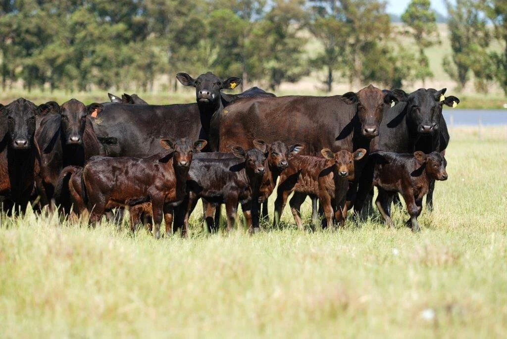 RS: Gado de pasto esta com boa condição nutricional