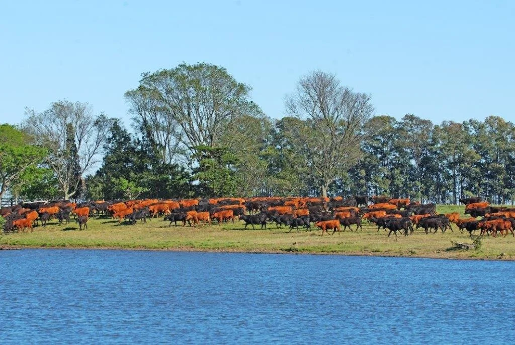Agropecuária é destaque do PIB brasileiro