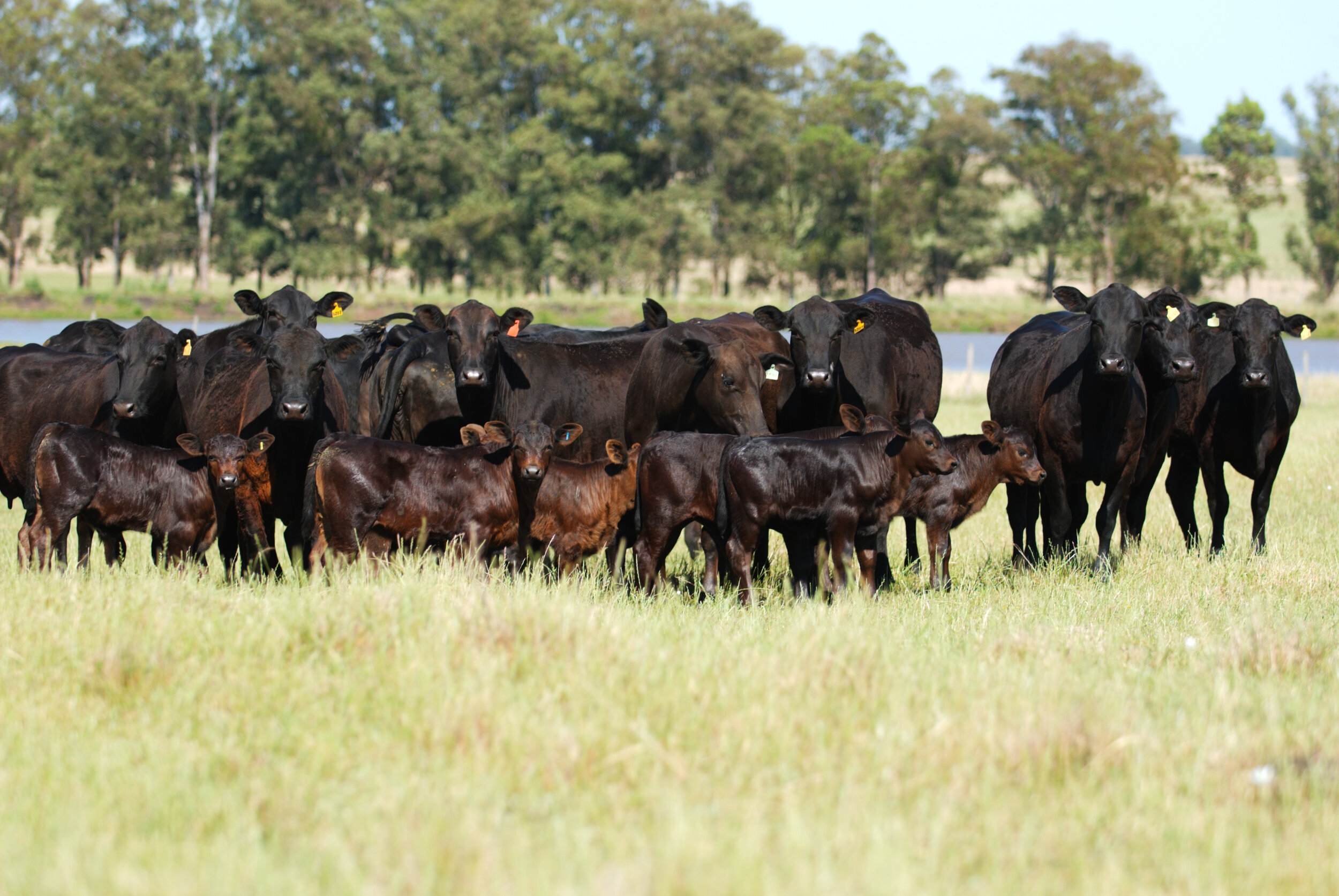 Produção brasileira de carne deve aumentar em 40% e a produtividade em 100%