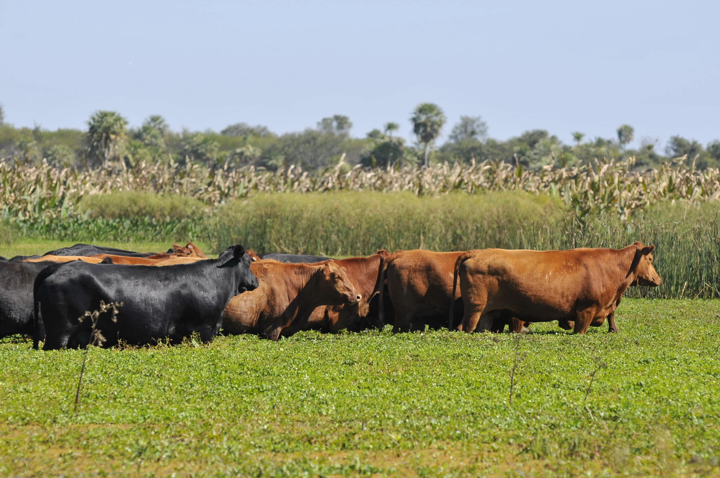 EUA prorrogam consulta pública sobre importação de carne brasileira