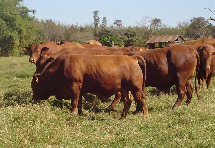 Preço da arroba do boi gordo ultrapassa os R$ 120