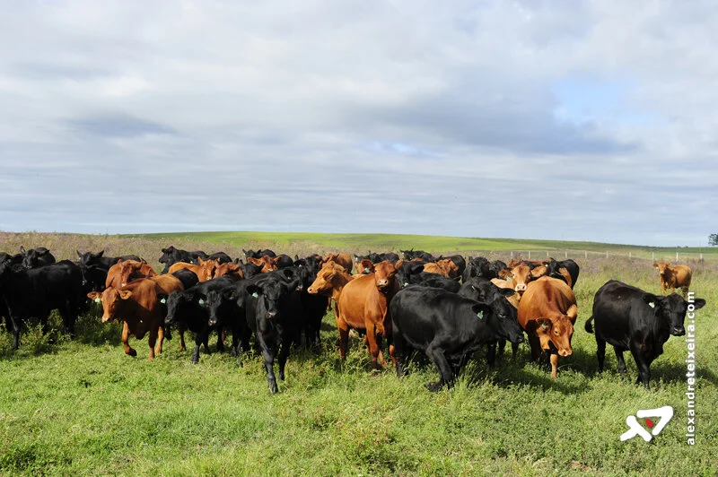 Com recorde, dois países lideraram exportações de carne bovina em MT