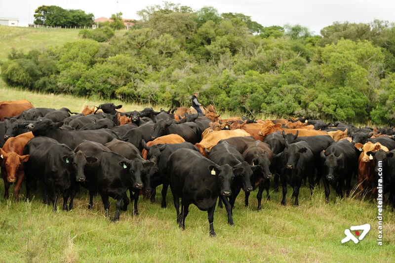 A pecuária começa a respirar