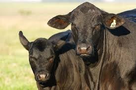 Alimentação da vaca durante gestação influencia no desempenho do confinamento de bezerros