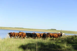Exportações do agronegócio atingem US$ 99 bilhões