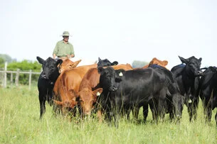 Plano Mais Pecuária será lançado na próxima semana