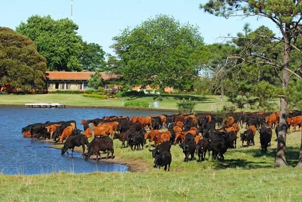 Confirmado foco de febre aftosa no Paraguai