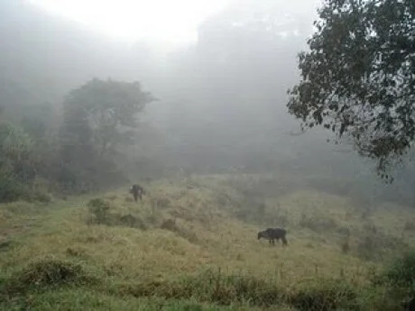 Frio preocupa pecuaristas de MS