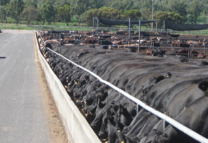 Custos devem reduzir confinamentos em 2011