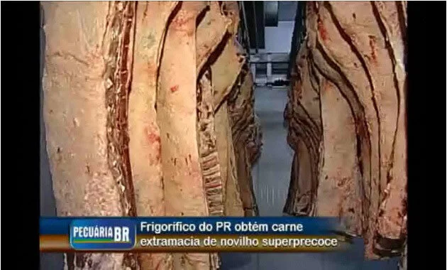 Frigorífico do PR obtém carne extramacia de novilho precoce