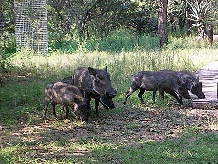 Javalis são pragas, devastam lavouras e colocam granjas em risco