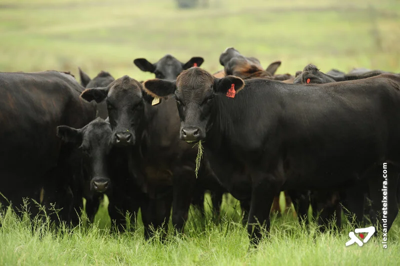 MAPA institui comissão permanente para bem-estar animal