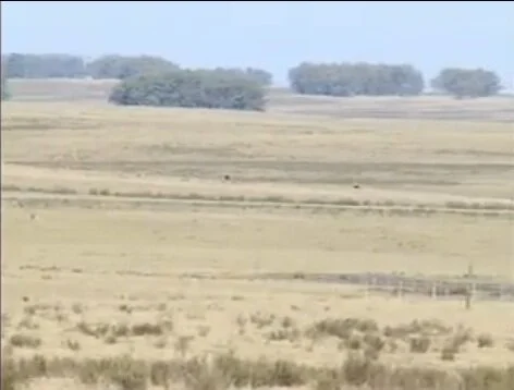 Em dias de código florestal ,veja o vídeo sobre BIOMA PAMPA