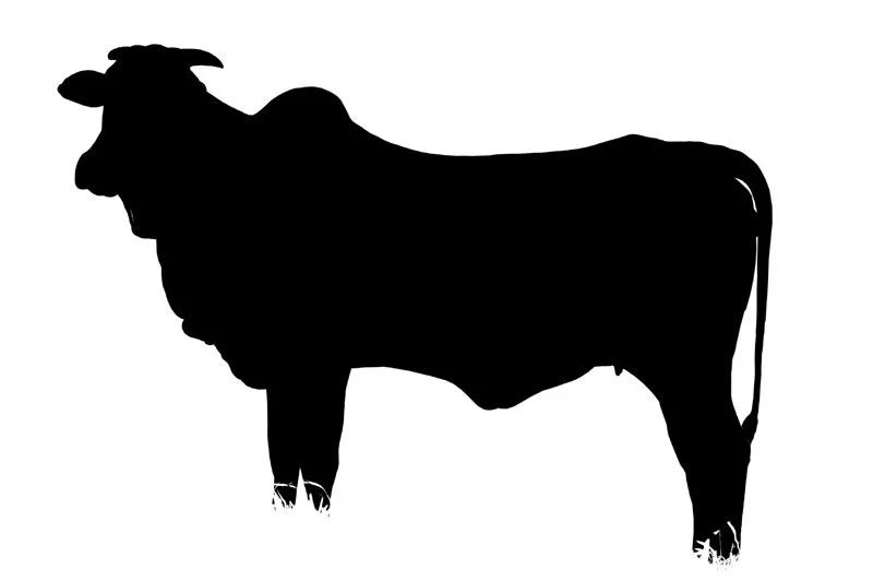 Abate de vacas cresce 8% na indústria de MS