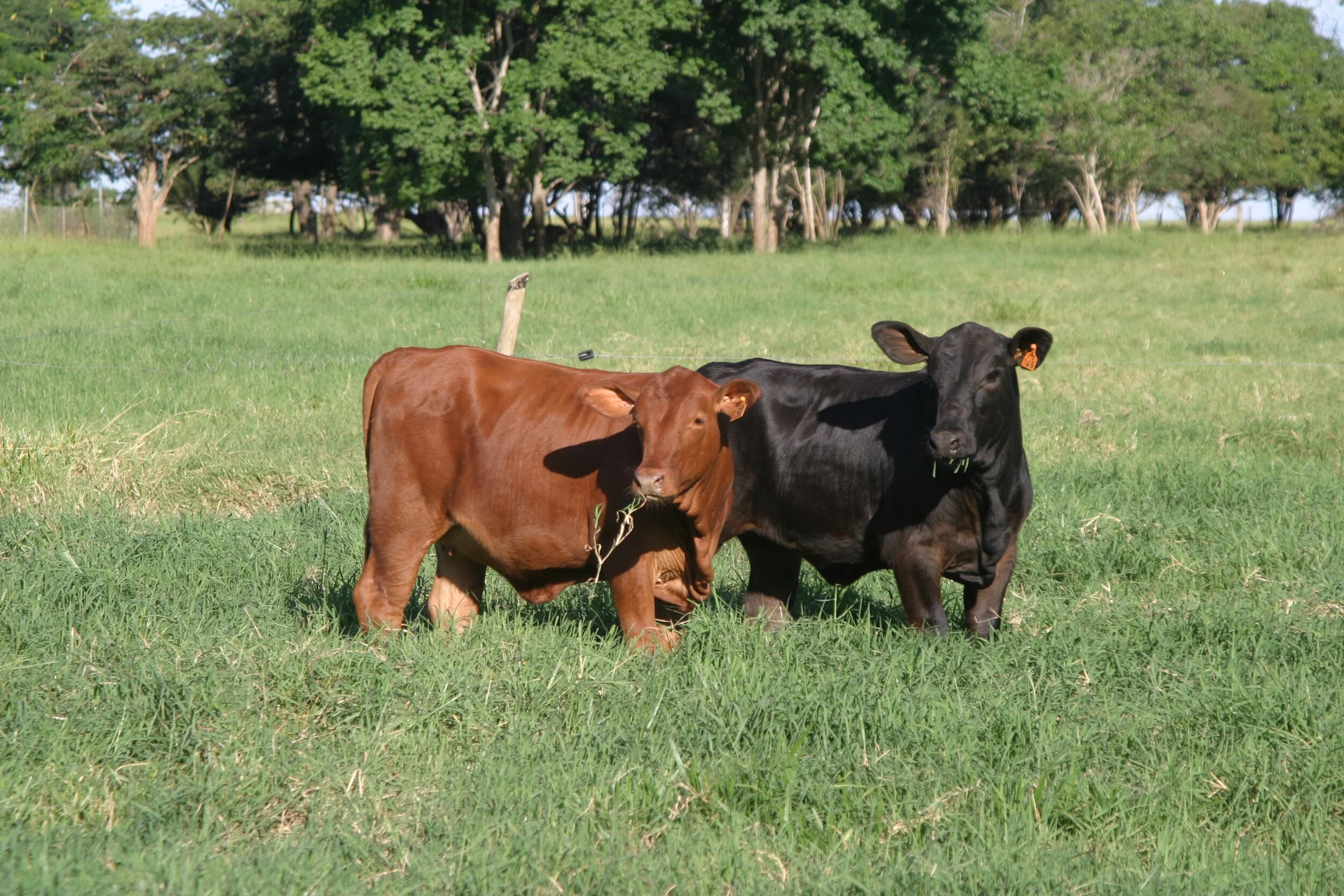 Conjuntivite bovina preocupa criadores de gado do Ceará