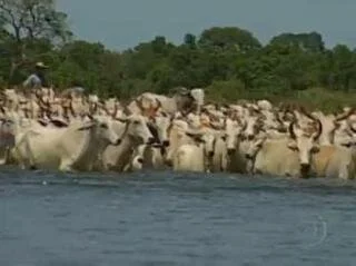 Cheia dificulta retirada do gado em fazendas de Mato Grosso do Sul