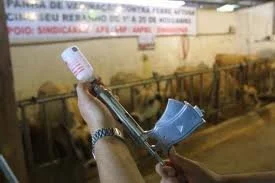 RS inova doando doses de vacina contra febre afosa