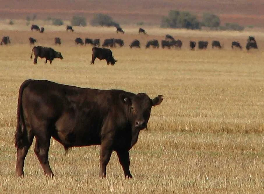 RS: Governo reduz o peso mínimo dos animais nas feiras de outono