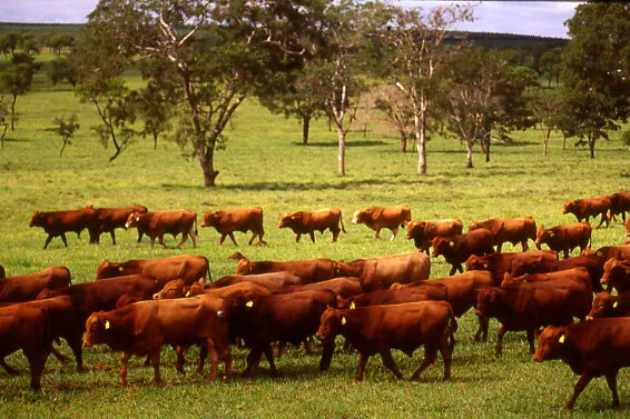Gado em pé: Em 2 meses, Brasil exporta 27 mil bois vivos ao Líbano