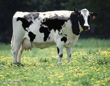 Vaca louca: Canadá registra o primeiro caso do ano