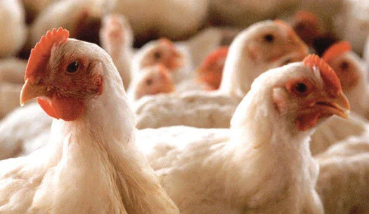 Em 2020, consumo brasileiro de frango irá superar o das carnes vermelhas