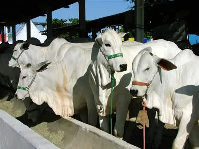 Ano será bom para carne bovina, diz CNA
