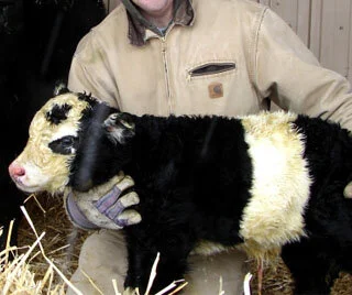 Raro "boi panda" nasce nos EUA