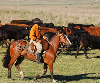 RS comemora crescimento do Agregar - RS Carnes