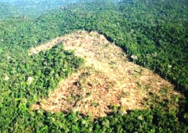 Desmatamento na Amazônia é 23% menor que em 2009