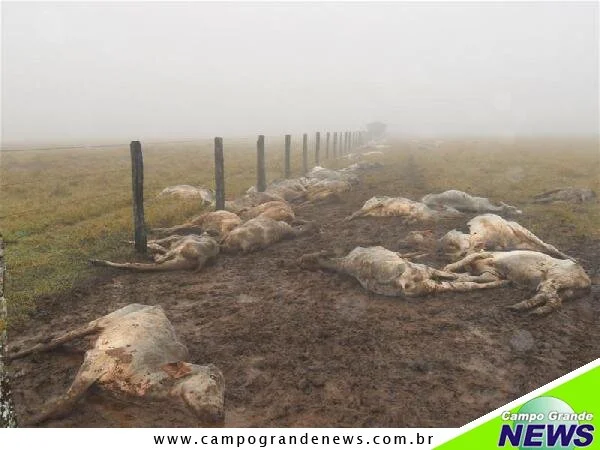 Frio provoca mortes de bovinos no MS