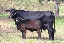Importância do tamanho da vaca
