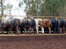 Argentina Irá Recadastrar Confinamentos