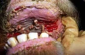 Peste Bovina Está Prestes A Ser Erradicada