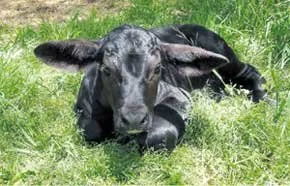 Primeiro Clone De Vaca Brangus Depois De Morta