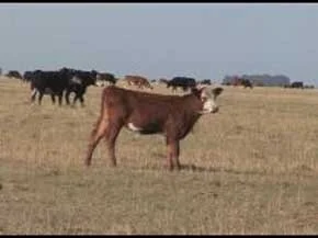 Pode Faltar Carne Para Consumo Interno Argentino