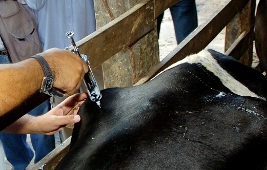 Nanotecnologia no Combate a Febre Aftosa