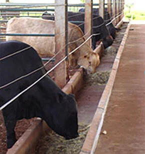 Reunião Define Regras para Censo de Confinamentos